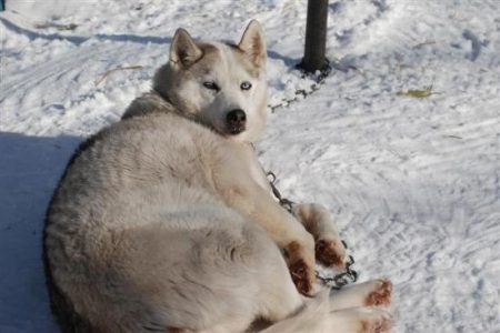 Our Dogs, Our Life Image